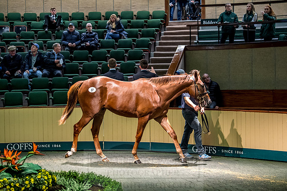 Goffs Orby 2018 Day 1-222