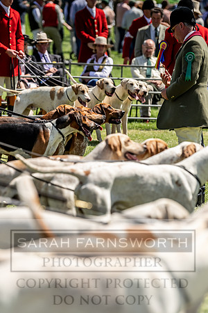 Builth Hound Show 2019-79