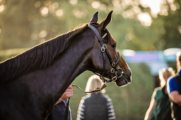 Goffs Orby 2015 -435