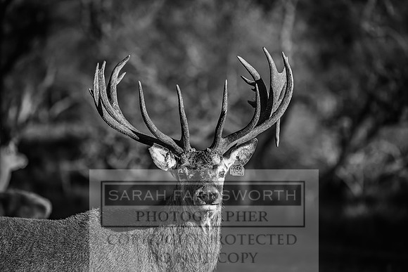 Glen Muick Deer Park-21