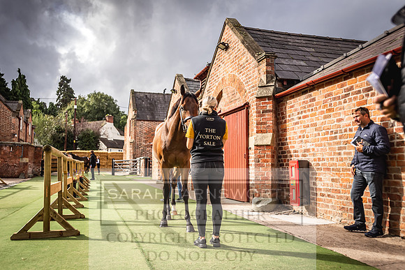 Goffs Yorton Sale 2022-25