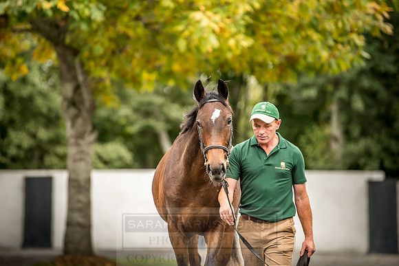 Goffs Orby 2018 Day 2-201