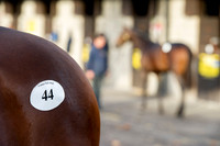 Goffs Orby14 CF1 016