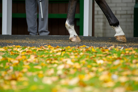 Goffs Orby14 CF7 034