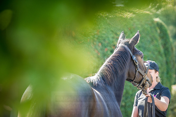 Goffs Orby 2015 -278