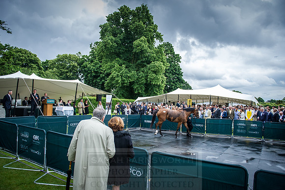 Goffs London Sale 2016-368