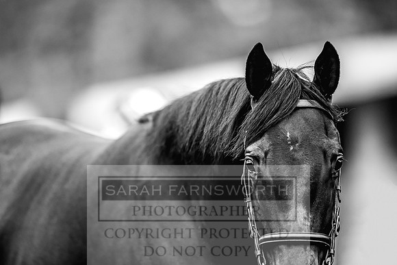 Goffs Orby 2022 Day 1-48