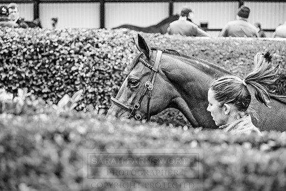 Goffs Orby 2018 Day 1-171