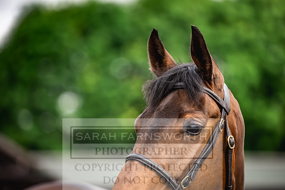 Goffs UK Spring Sale 2024-67