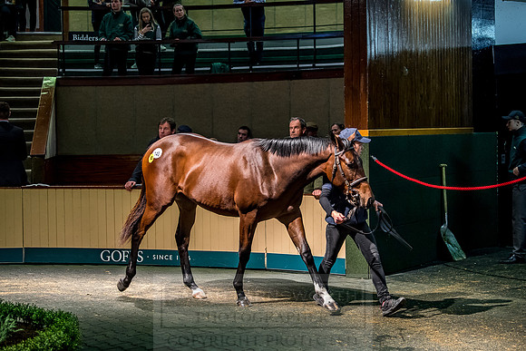 Goffs Orby 2018 Day 1-344