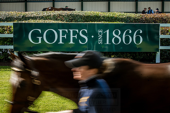 Goffs Orby 2015 -334