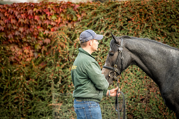 Goffs Orby 2018 Day 2-29
