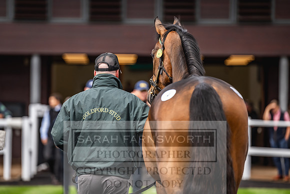Goffs UK Spring Sale 2024-87