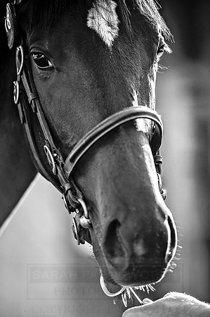 Goffs Orby 2015 -221 bw
