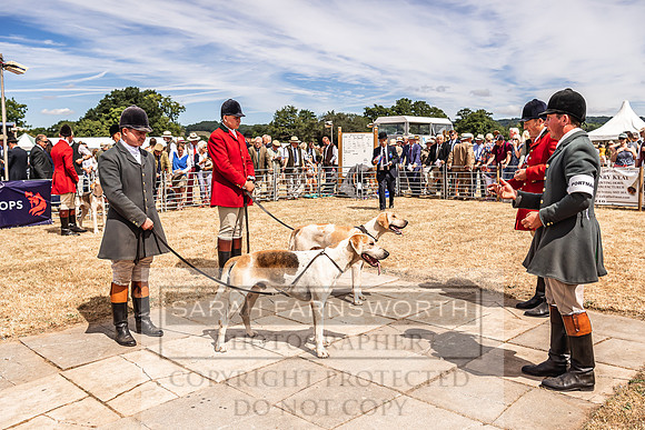 Honiton Hound Show 2022-137