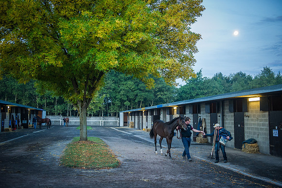 Goffs Orby 2015 -54