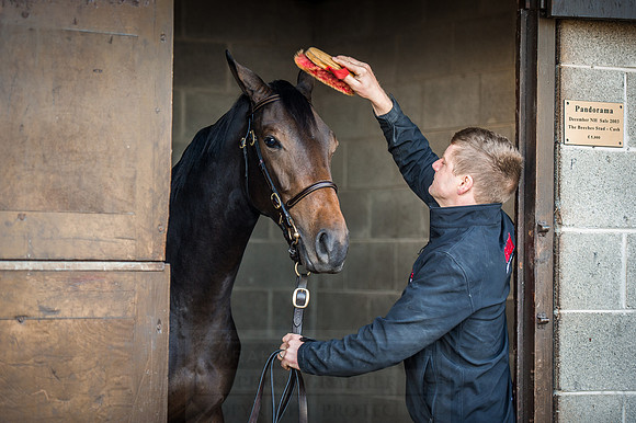 Goffs Orby 2015 -141