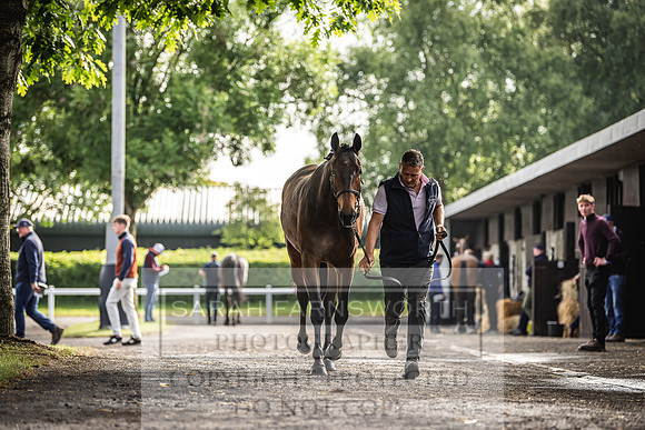 Goffs Land Rover Sale 2022-102