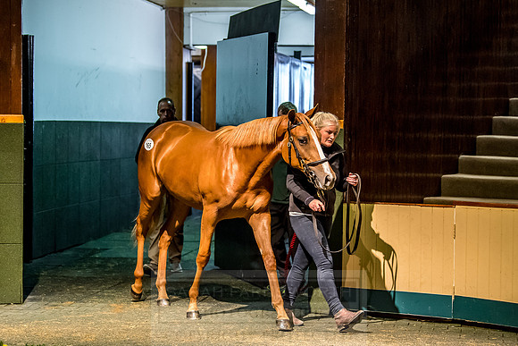 Goffs Orby 2018 Day 1-399