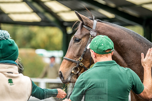 Goffs Orby 2018 Day 2-149