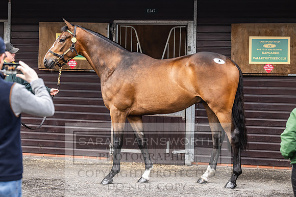 Goffs UK Spring Sale 2024-85