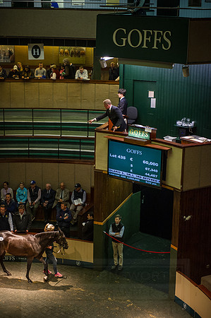 Goffs Orby 2015 -638