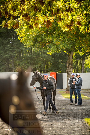 Goffs Orby 2018 Day 1-338