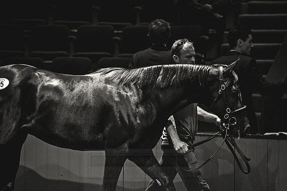 Goffs Orby 2015 -353 bw