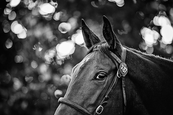 Goffs Orby 2015 -207 bw