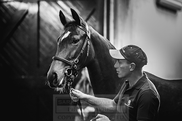 Goffs Orby 2018 Day 2-160