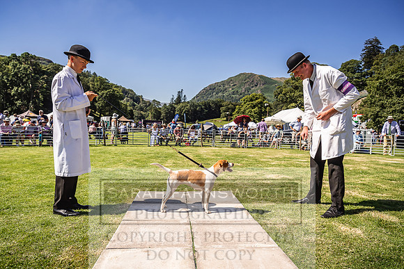 Rydal Hound Show 2022-160