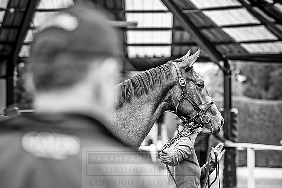 Goffs Orby 2018 Day 2-143