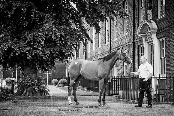 Goffs London Sale 2016-150