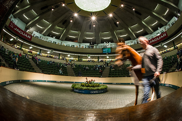 Goffs Orby 2015 -537