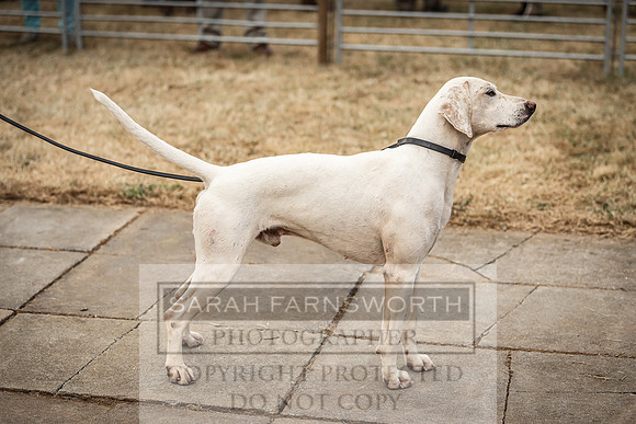 Honiton Hound Show 2022-50