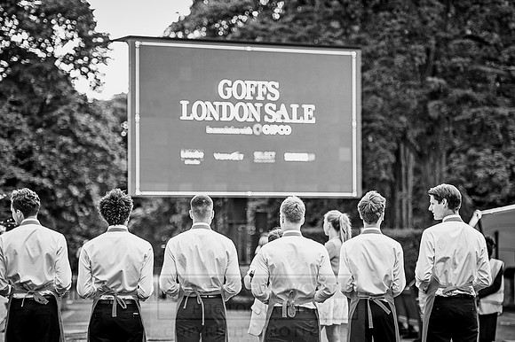 Goffs London Sale 2016-29