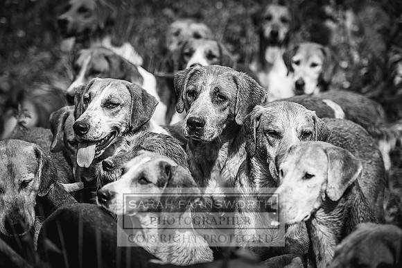 Desmond 040616-224 bw