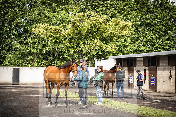 Goffs Land Rover Sale 2022-71
