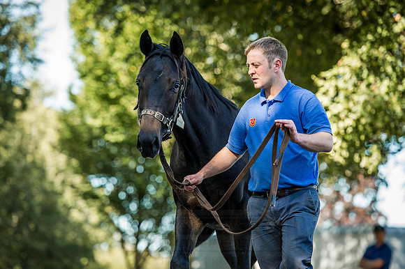Goffs Orby 2015 -385