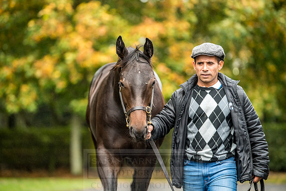 Goffs Orby 2018 Day 2-75