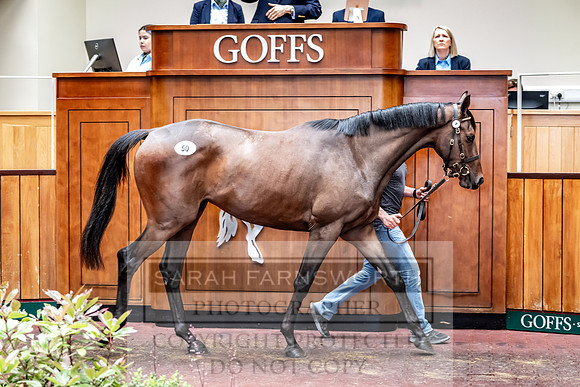 Goffs UK Spring Sale 2024-117