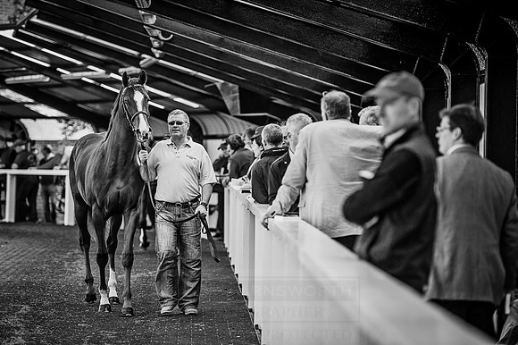 Goffs Orby 2015 -608 bw