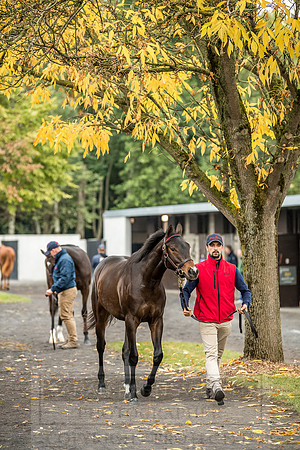 Goffs Orby 2018 Day 2-58