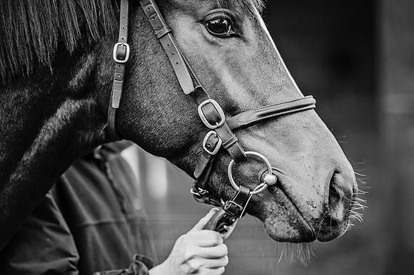 Goffs Orby 2015 -206 bw