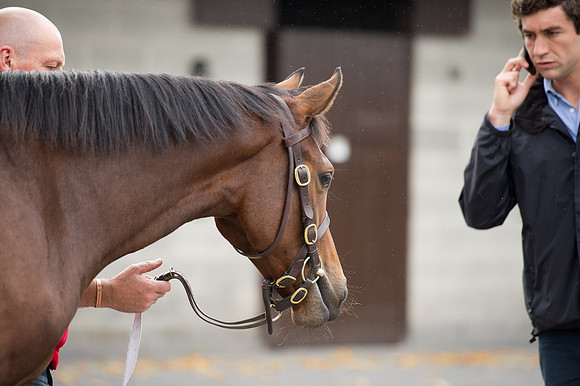 Goffs Orby14 CF5 521