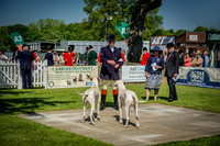 Ardingly Foxhounds 2015-19