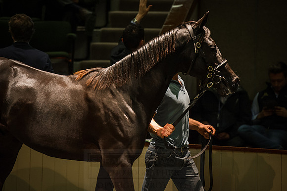 Goffs Orby 2015 -354