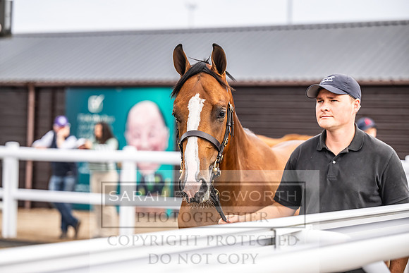 Goffs UK PY24-407