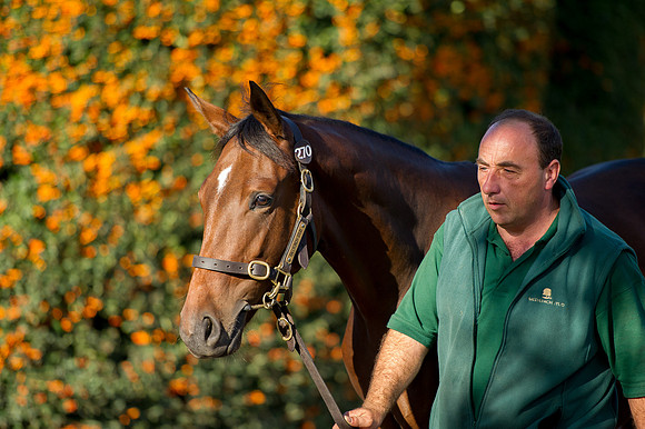 Goffs Orby14 CF7 279