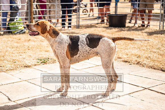 Honiton Hound Show 2022-110